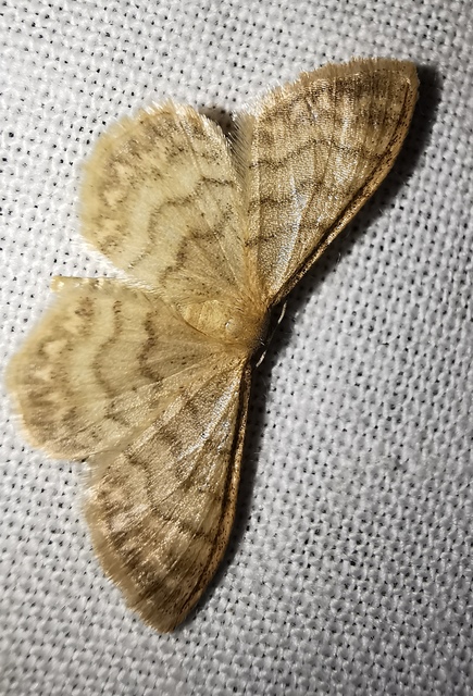 Idaea dilutaria - napvirág-apróaraszoló