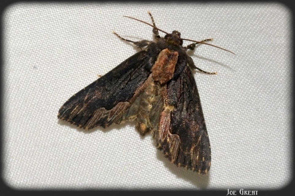 Dypterygia scabriuscula - szurokbarna nyáribagoly