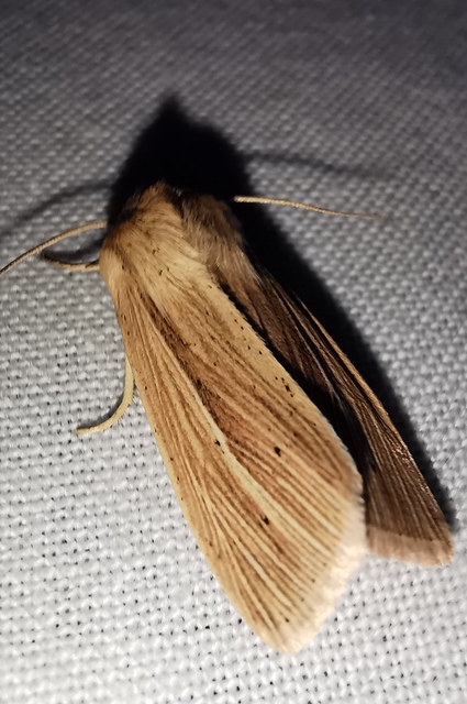 Mythimna pallens/impura/straminea