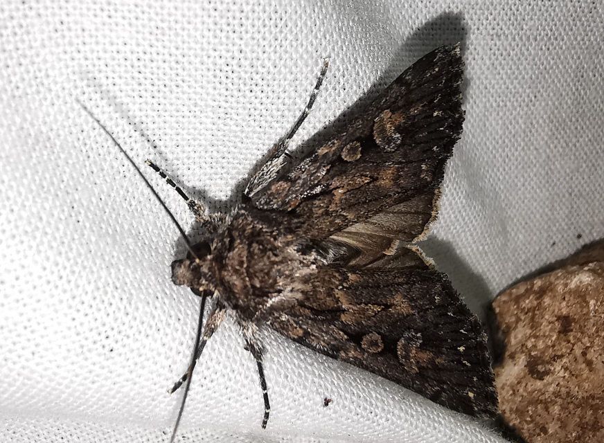 Dichagyris nigrescens - sötét földibagoly