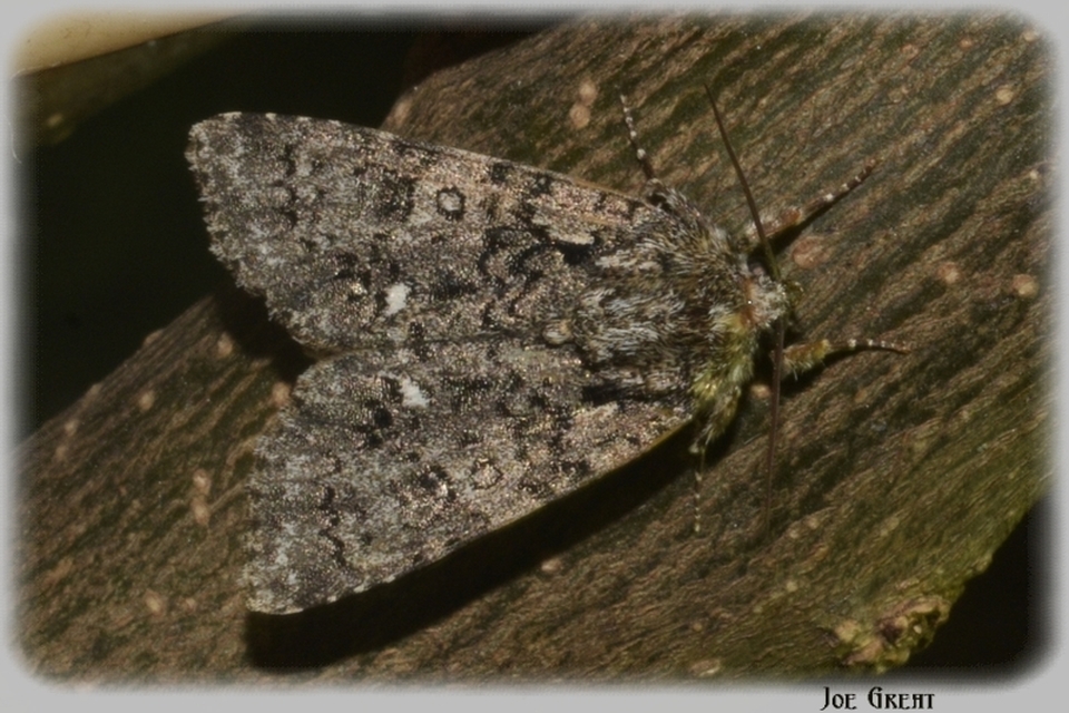 Acronicta rumicis - sóska-szigonyosbagoly