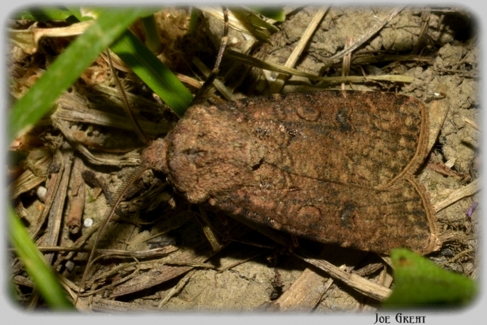 Agrotis segetum - vetési földibagoly