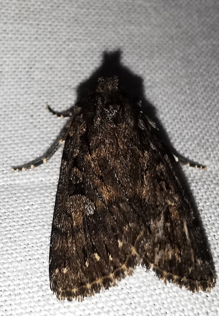 Dichagyris nigrescens - sötét földibagoly