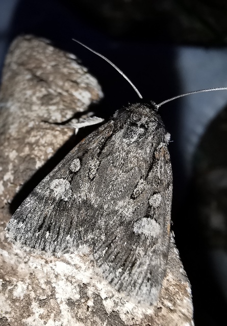 Dichagyris nigrescens - sötét földibagoly