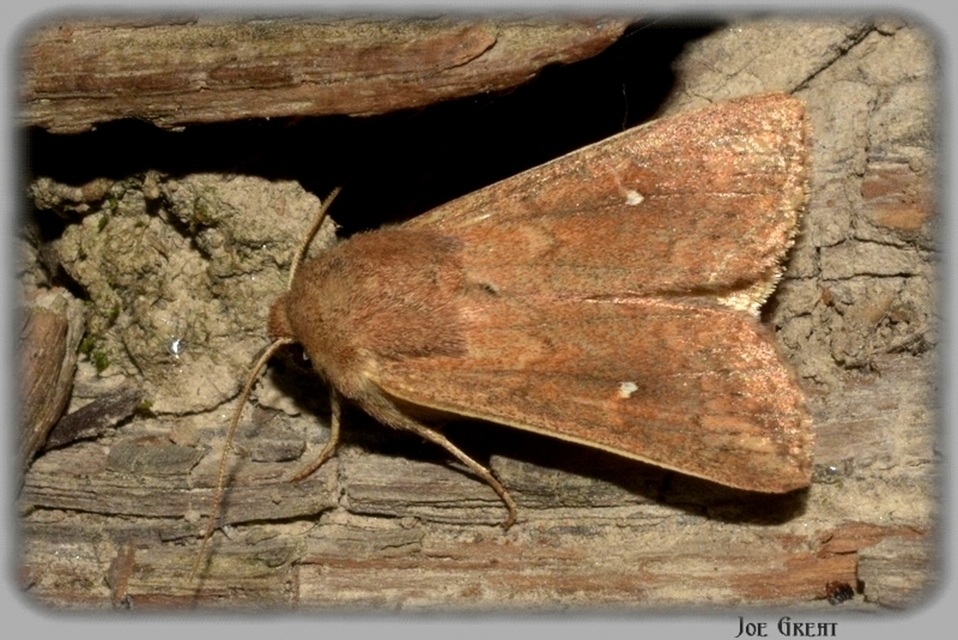 Mythimna albipuncta - fehérpettyes rétibagoly