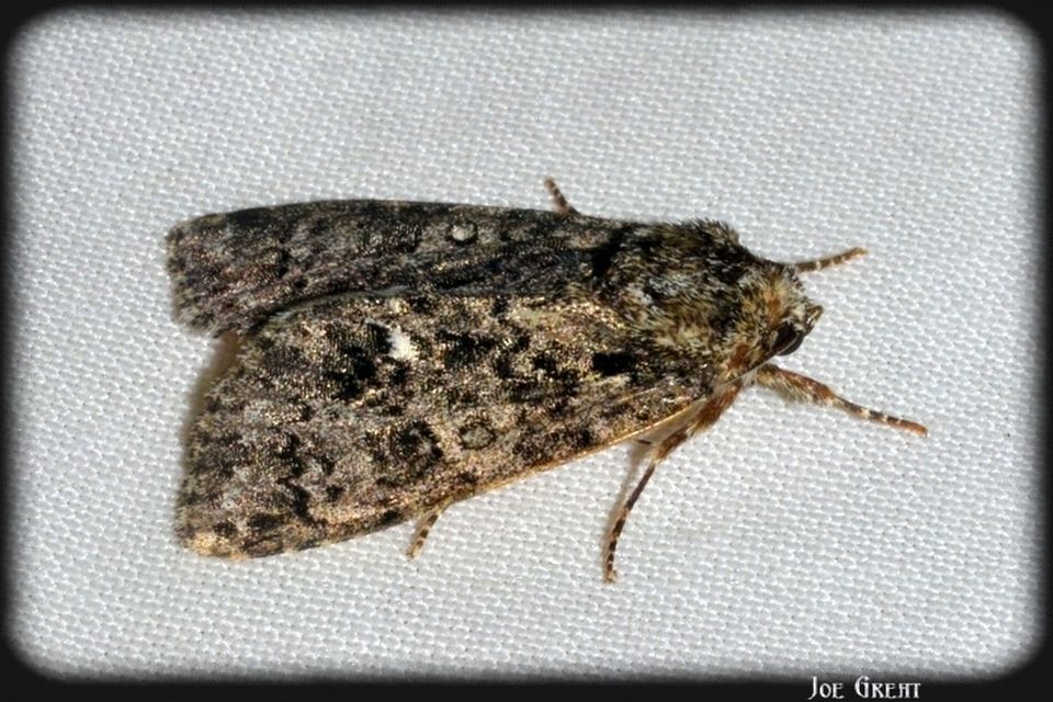 Acronicta rumicis - sóska-szigonyosbagoly