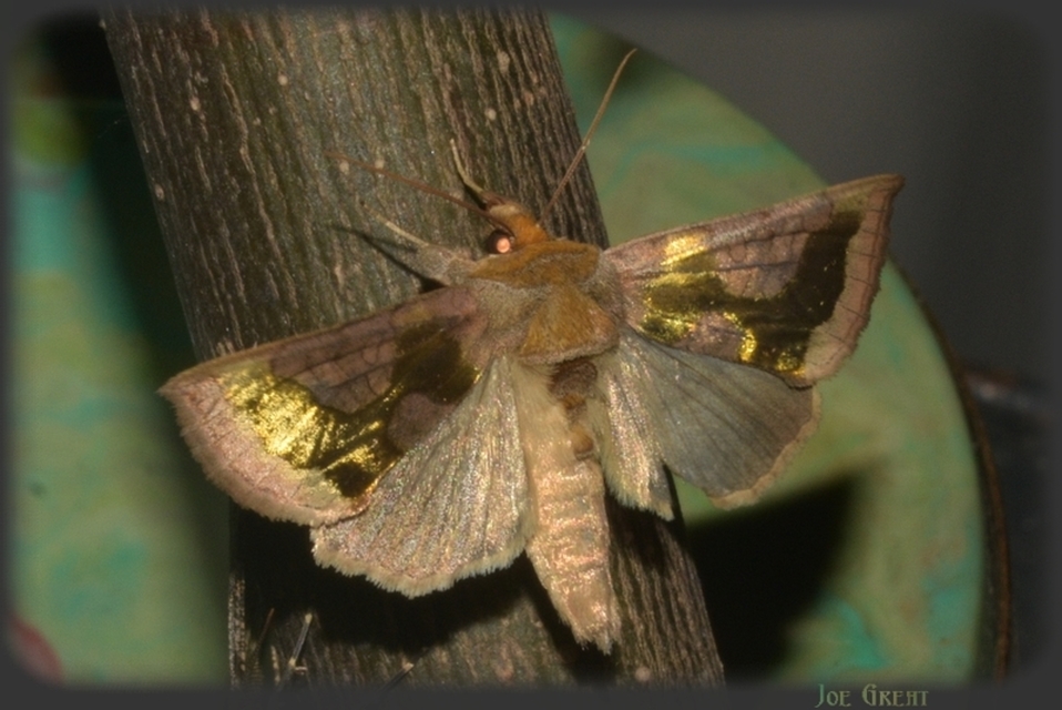 Diachrysia stenochrysis - rejtőző aranybagoly