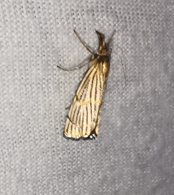 Chrysocrambus linetella - déli fűgyökérmoly