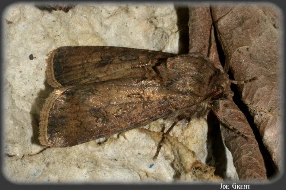 Agrotis segetum - vetési földibagoly