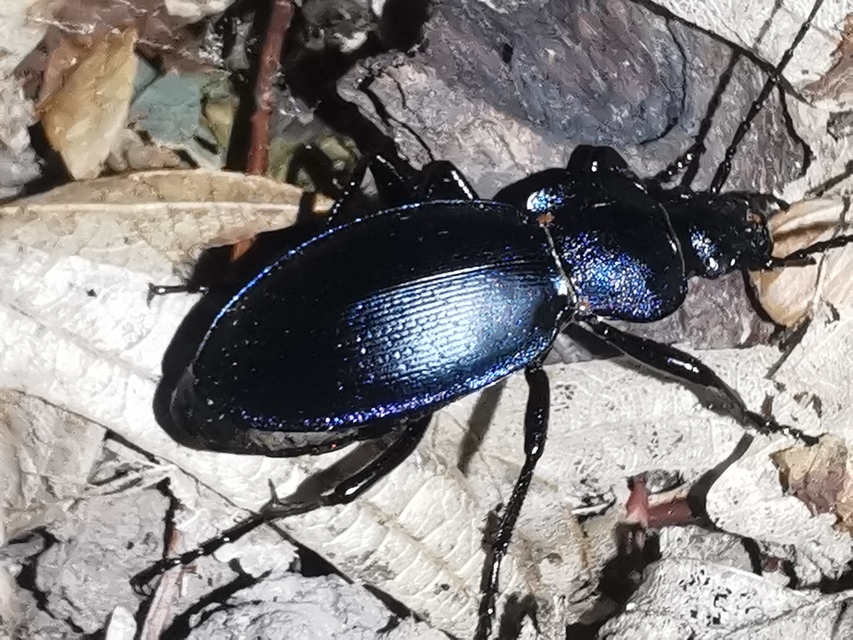 Carabus zawadzkii - zempléni futrinka Carabus zawadzkii - zempléni futrinka