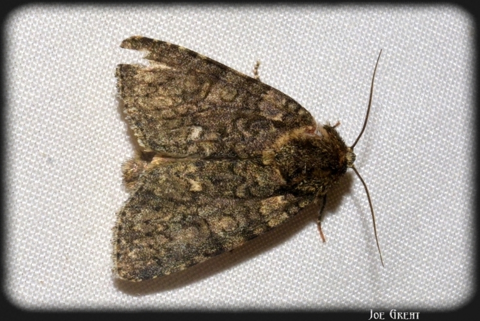 Acronicta rumicis - sóska-szigonyosbagoly
