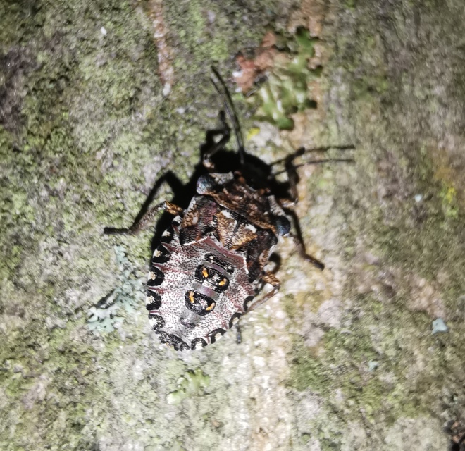 Pentatoma rufipes - vöröslábú címerespoloska Pentatoma rufipes - vöröslábú címerespoloska