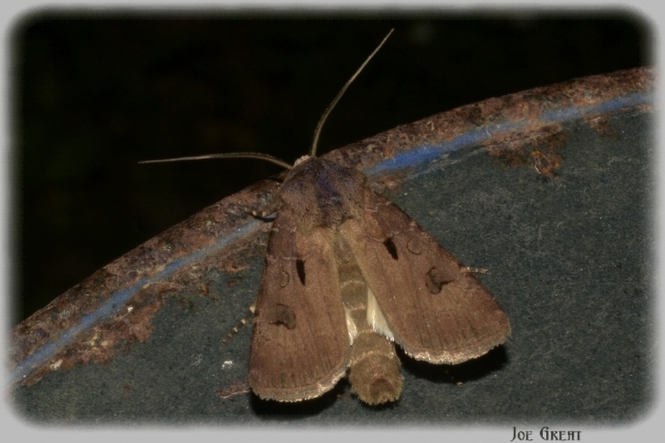Agrotis exclamationis - felkiáltójeles földibagoly