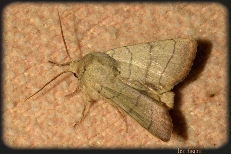 Charanyca trigrammica - háromsávos lombbagoly