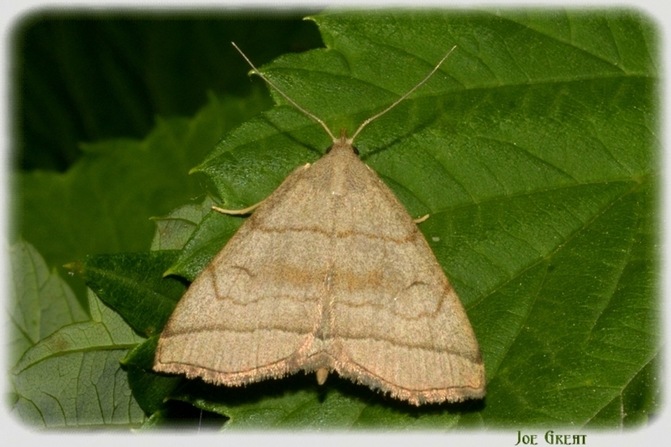 Herminia tarsicrinalis - szőröslábú karcsúbagoly