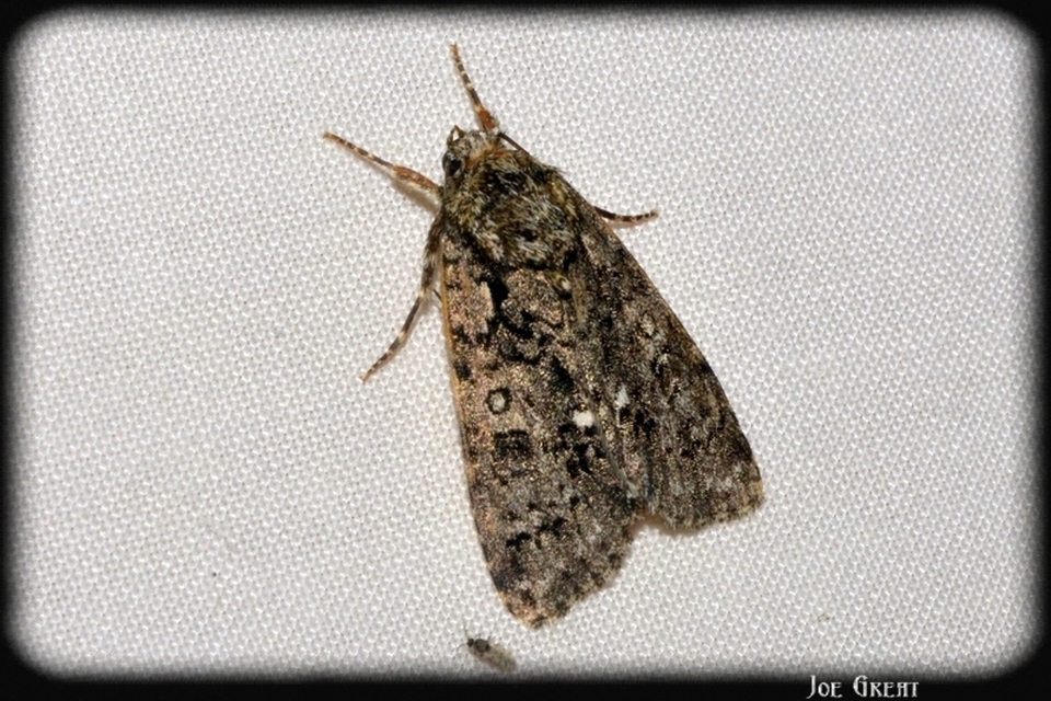 Acronicta rumicis - sóska-szigonyosbagoly