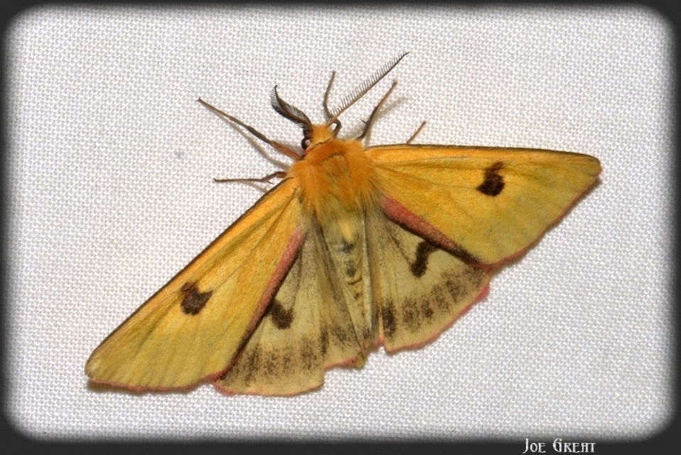 Diacrisia sannio - vörösszélű medvelepke
