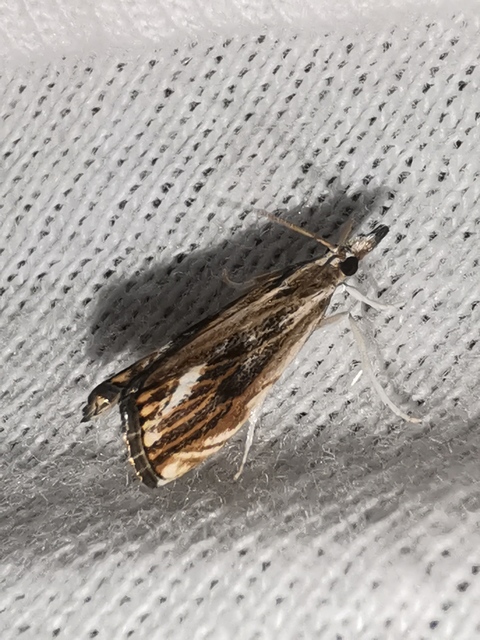 Catoptria verellus - kormos fűgyökérmoly