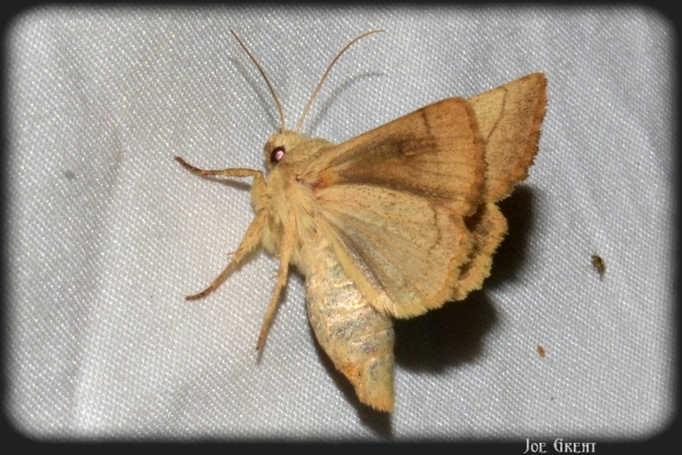 Charanyca trigrammica - háromsávos lombbagoly