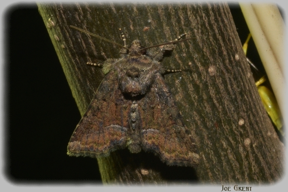Oligia strigilis/latruncula/versicolor