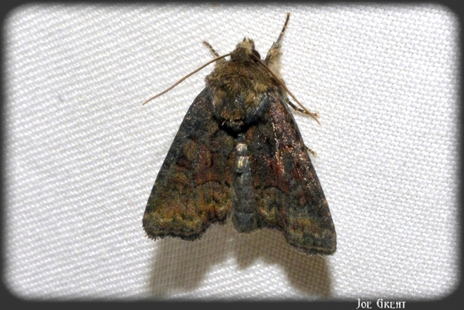 Oligia strigilis/latruncula/versicolor