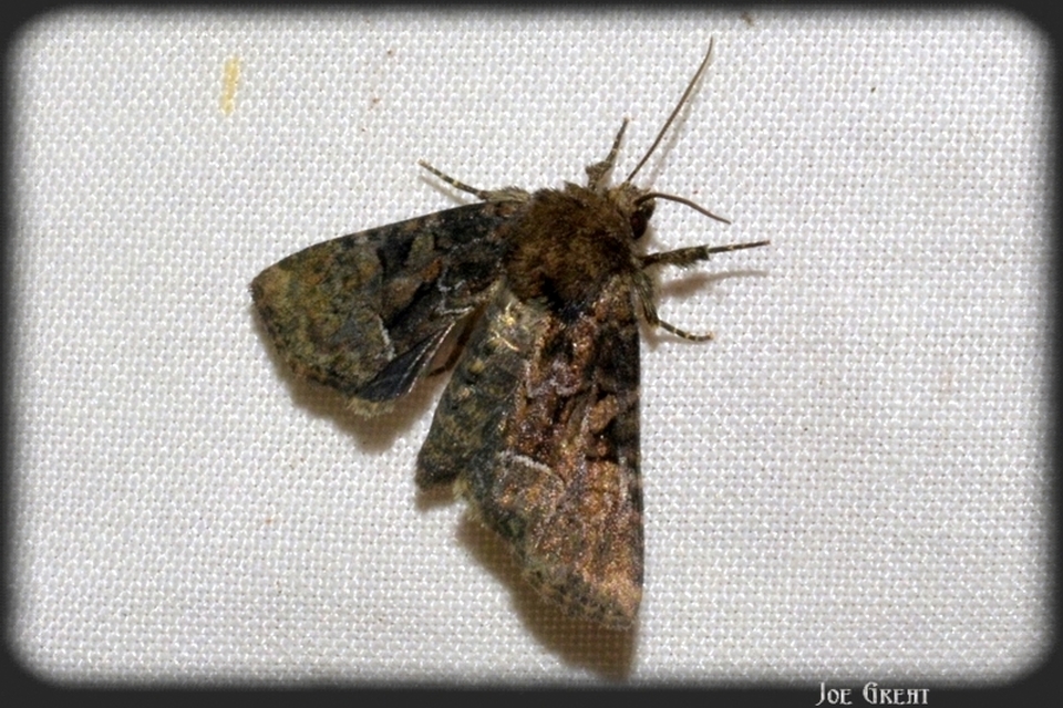 Oligia strigilis/latruncula/versicolor
