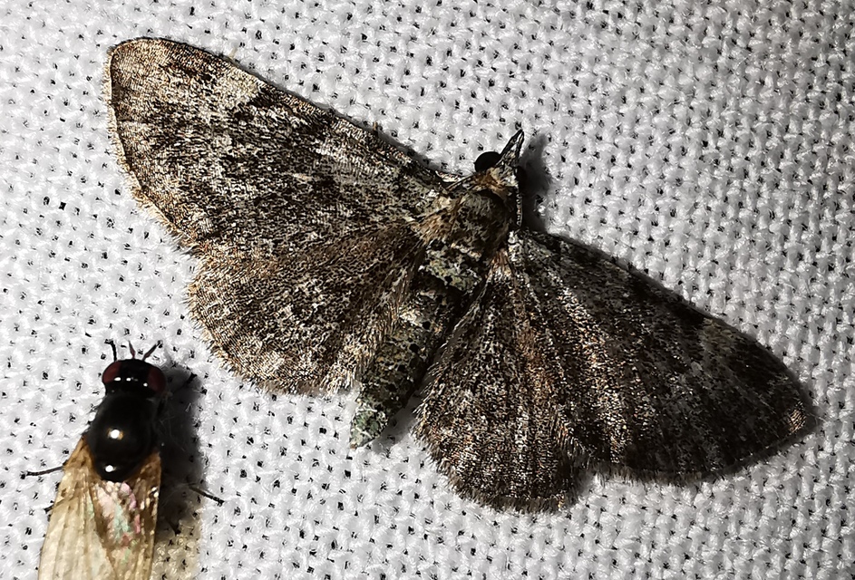 Pasiphila rectangulata - almavirág-araszoló