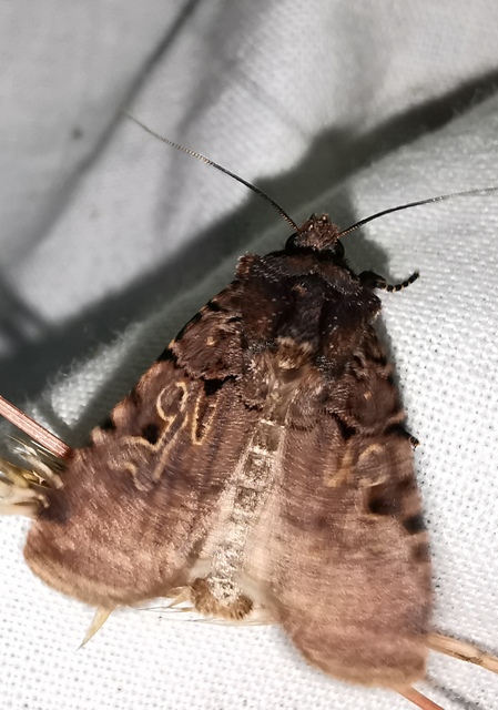 Chersotis rectangula - barna földibagoly