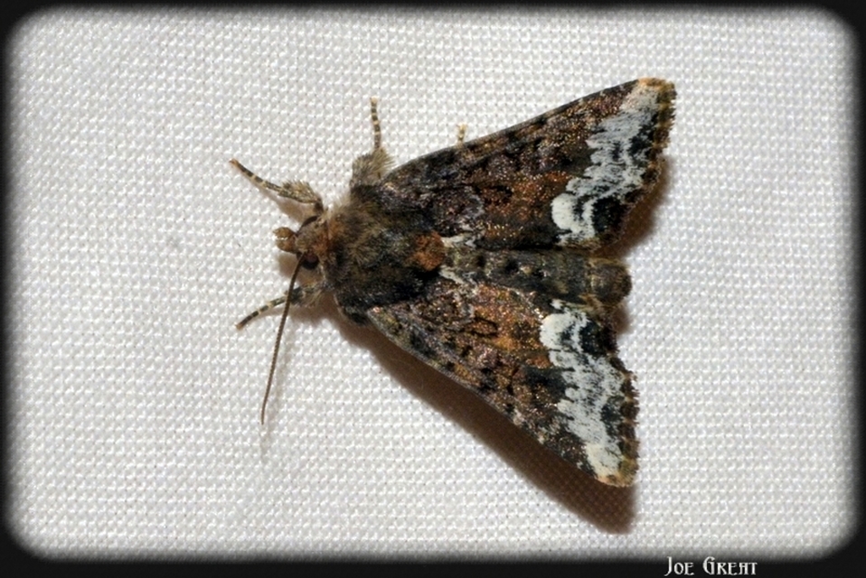 Oligia strigilis - kormos dudvabagoly