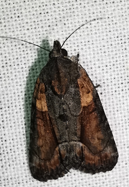 Bryophila raptricula/felina