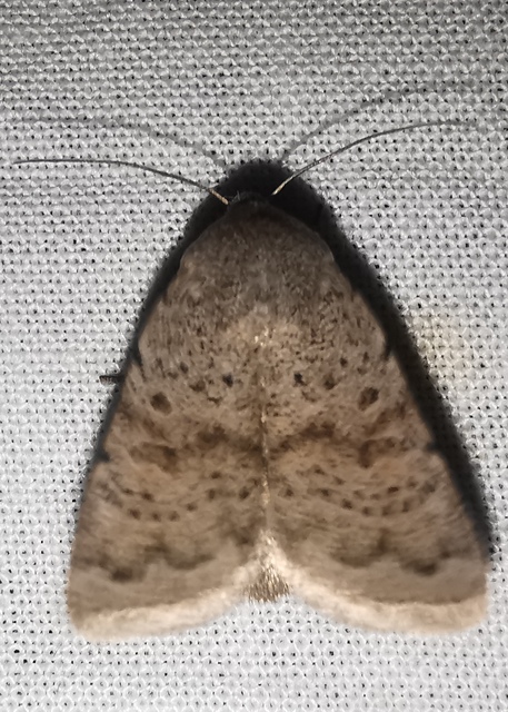 Hoplodrina respersa - bogáncs-selymesbagoly
