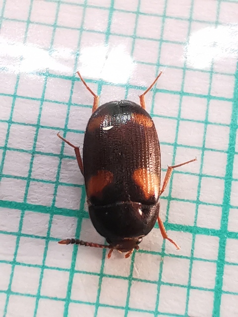 Mycetophagus quadripustulatus - négyfoltos gombabogár