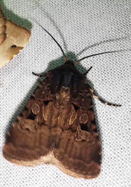 Chersotis rectangula - barna földibagoly