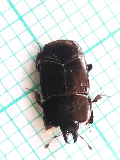 Hololepta plana - lemez-sutabogár