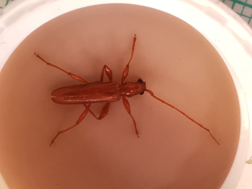 Axinopalpis gracilis - kecses selymescincér