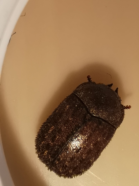 Aesalus scarabaeoides - szőrös szarvasbogár