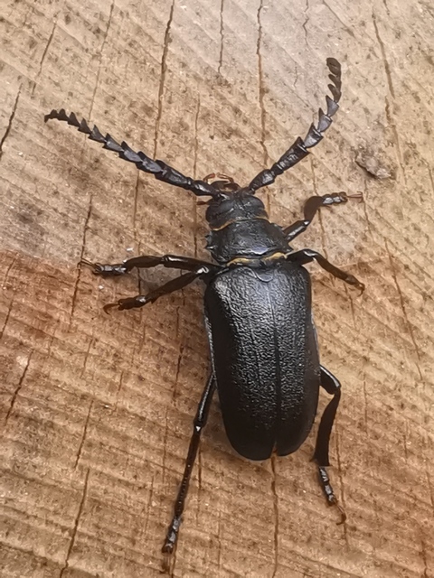 Prionus coriarius - csőszcincér