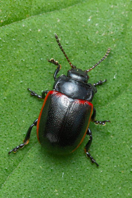 Chrysolina limbata - keretes levélbogár