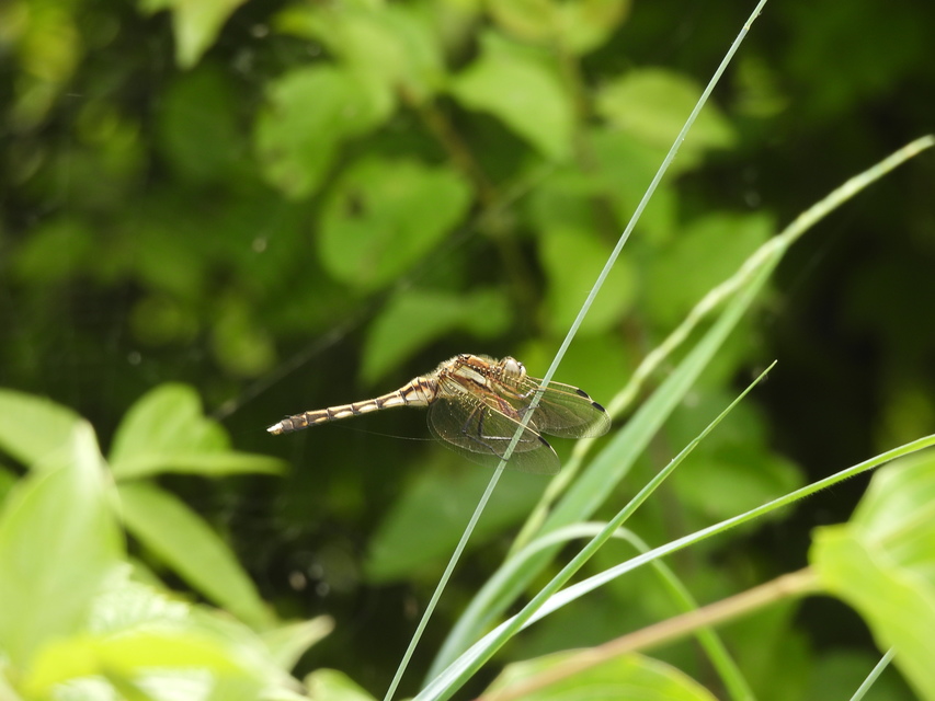 Orthetrum albistylum - fehérfarkú pásztorszitakötő