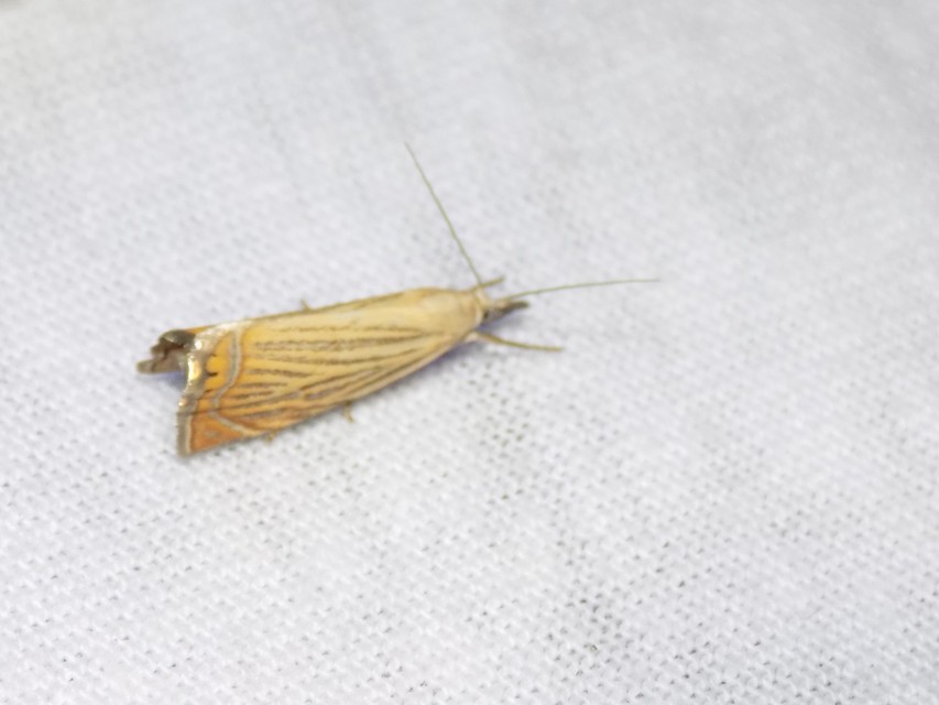 Chrysoteuchia culmella - kerti fűgyökérmoly