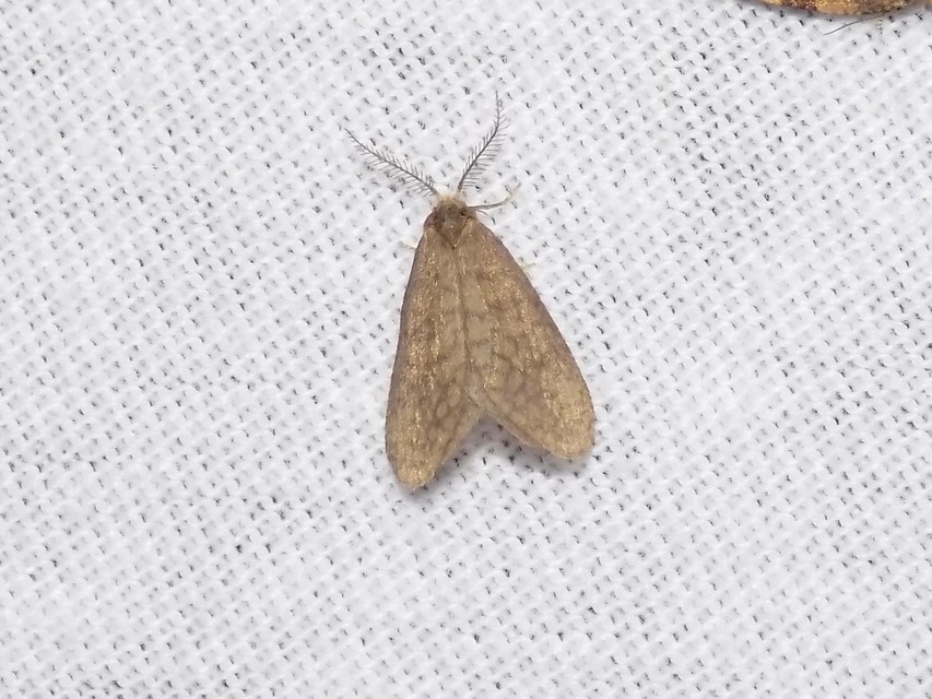 Bijugis bombycella - alkonyati zsákhordólepke