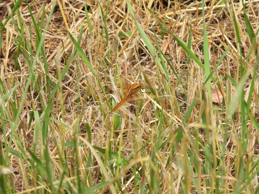 Crocothemis erythraea - skarlát szitakötő