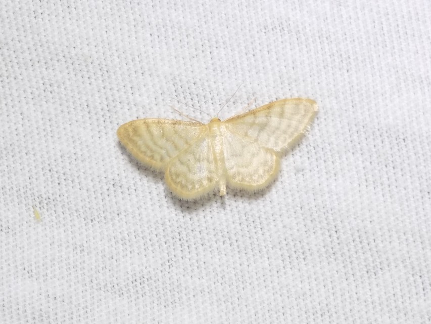 Idaea dilutaria - napvirág-apróaraszoló
