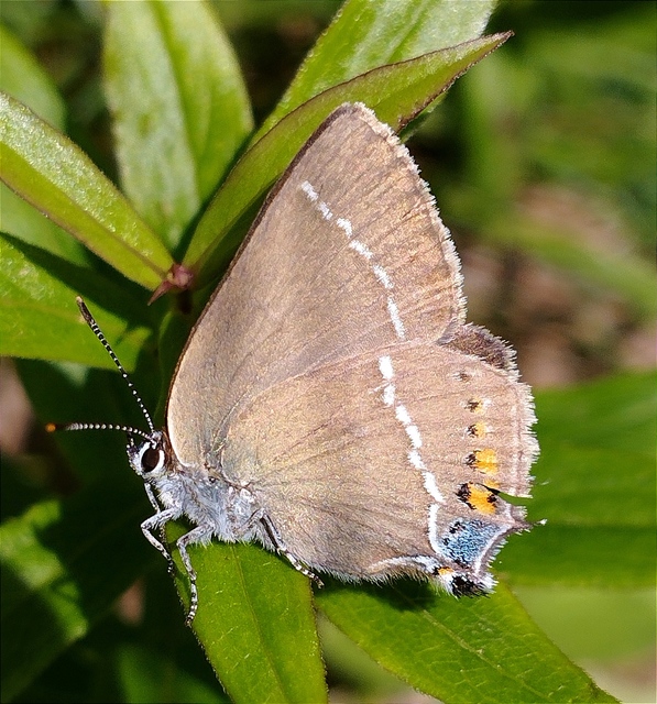 Satyrium spini - kökény-csücsköslepke