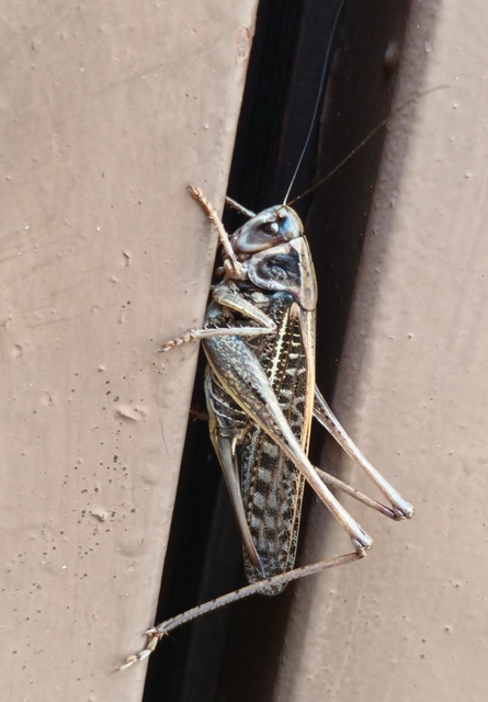 Decticus verrucivorus - szemölcsevő szöcske