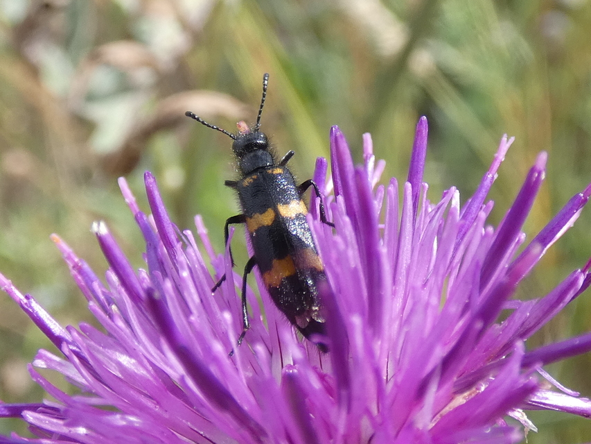 Mylabris variabilis - szalagos hólyaghúzó Mylabris variabilis - szalagos hólyaghúzó