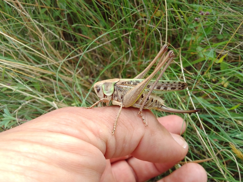 Decticus verrucivorus - szemölcsevő szöcske