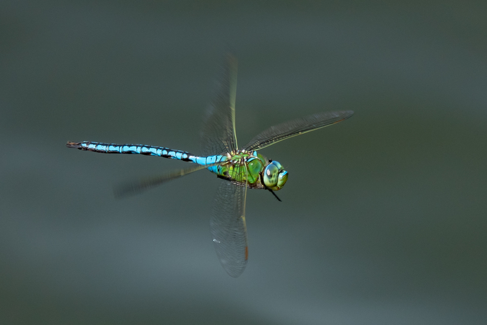 Anax imperator - zöld óriásacsa