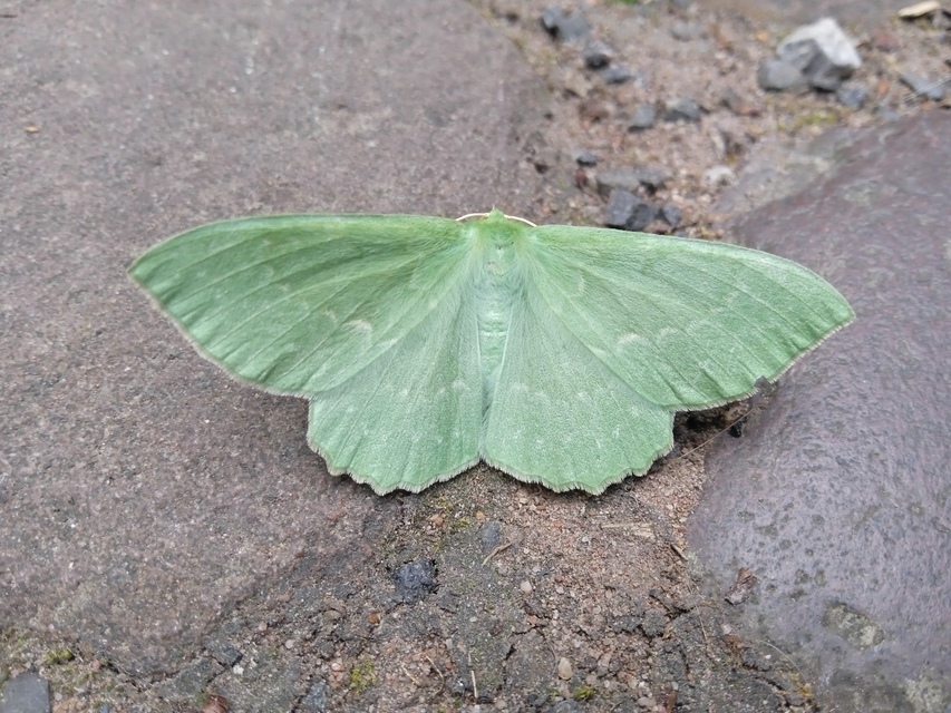 nagy zöldaraszoló - Geometra papilionaria