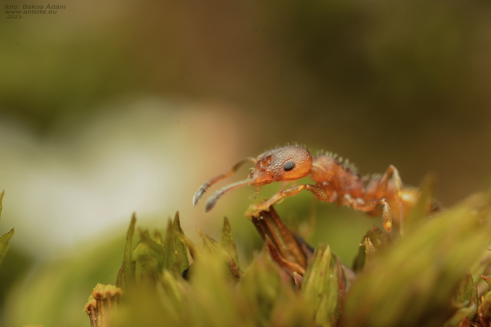 Temnothorax unifasciatus - gyűrűs kéreghangya